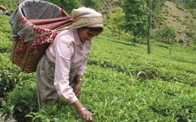 fairtrade worker